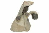 Crotalocephalus Trilobite With Three Reedops - Atchana, Morocco #210265-3